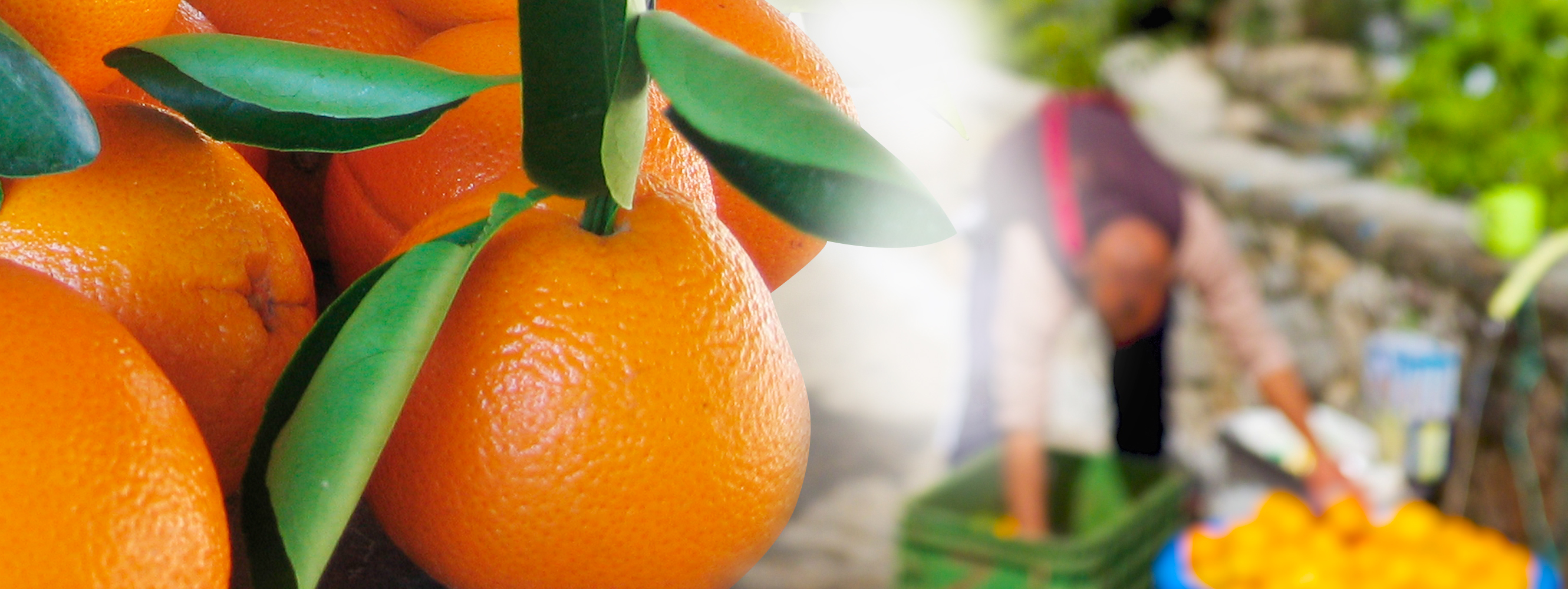 Naranjas recién Recolectadas